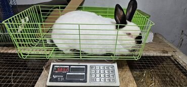 продаю кролов: Продаются самки калифорнийской породы, возраст 9 месяцев ( рожали 1