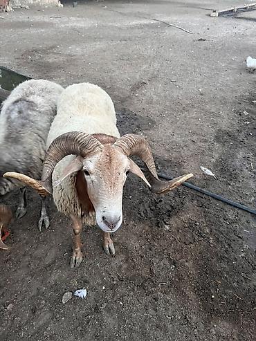 qurbanliq: Qoç – yerli ətlik cins - Güclü, simmetrik və uzun buynuzlar - Bədən — 1