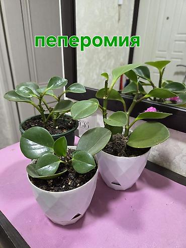 Аглаонемы: Аглаонема пестролистная (разные сортовые формы с розово‑зелёной — 7