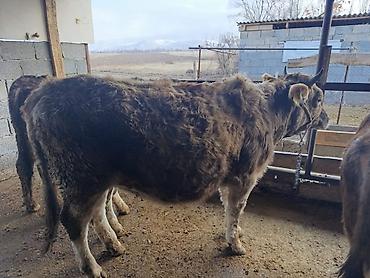 Коровы, быки: Продаю | Бык (самец) | Герефорд | На откорм | Привязанные — 32