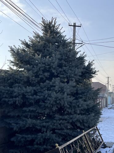 купить семена сафлора: Рассада : Ель, Самовывоз