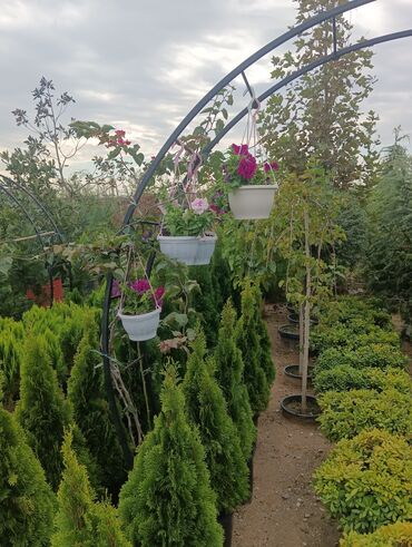 Landşaft işləri: Dekarativ bitgilerin satişi
xan cinar
ekvalit
zeytun — 28