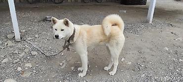 golden it cinsi: Akita-inu, 8 ay, Dişi — 4