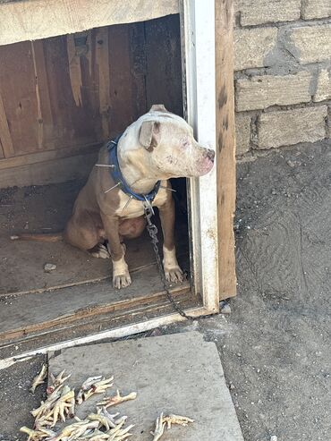 Göyərçinlər: Pitbul erkey temiz qan 1 yaş 30-35 kq çəkisi var stoykası da göz