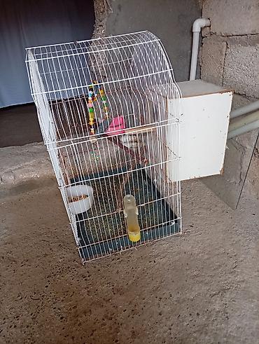 koi baligi satilik: Məhsul: Nimfa (cockatiel) 3-ədəd 2-disi 1-erkək və qəfəslər Təsvir — 4