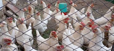объявления о продаже собак: Продаю срочно курей несушки куры несут яйца количество кур 37 штук