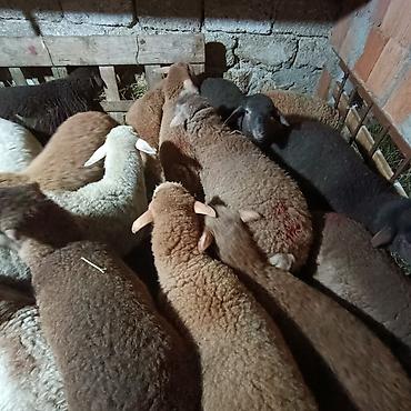 Quzu: Salam aleyküm dişi quzlar205 mantda kom 14 quzdu dişller. erkey — 12