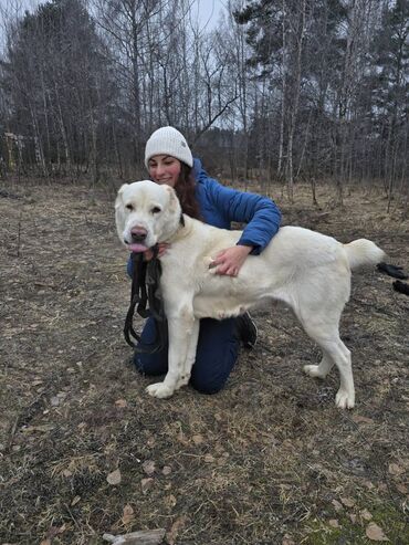 сабака дом: Собака даром: Алабай, Более 5 лет, Самец, С прививкой