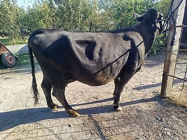 продам попугая: Продаю | Корова (самка) | Ангус — 3
