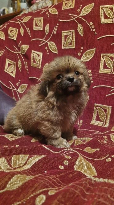 Daş yunu: Pekines