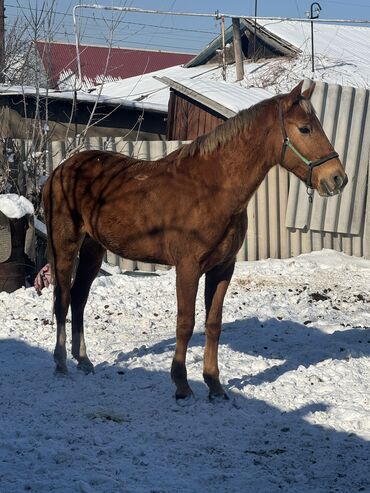 продам ягнят: Сатам | Жылкы (эркек), Байтал | Дончак | Көбөйтүү үчүн, Жумушка, Ат спорту | Жасалма жол менен боозутуу