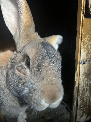 Кролики: Продаю | Крольчиха (самка), Кролик самец, Крольчата | Для разведения — 20