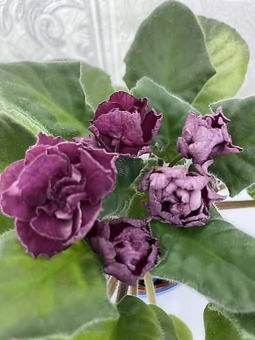 Фиалки и глоксинии: Фиалочки!!! Продам: 1. Укорененные черенки стандартных сортовых — 21