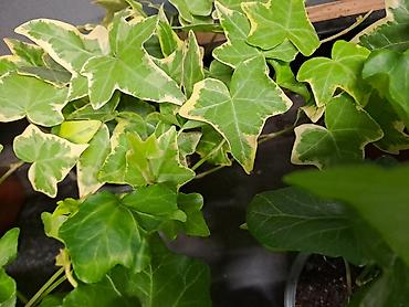 Ostale kućne biljke: Zamija, velika biljka, 80 centimetara visina sa prve slike je 2000 — 4