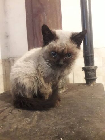 сиамская кошка лалафо