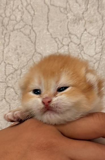 pisiy satisi: Qızıl şinşilla, Dişi, Erkək, Yaxşı əllərə, Ödənişli çatdırılma, Ünvandan götürmə, Rayonlara çatdırılma — 4