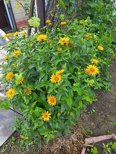 Другие садовые цветы и кустарники: Ново Покровка — 16