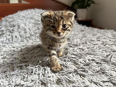 котята токмак: Беспородная, 1 месяц, Мальчик, Приучена к лотку — 8