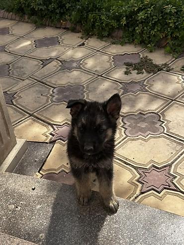 Продажа собак: 🐕 Продаются щенки восточноевропейской овчарки! Красивые, здоровые и — 3