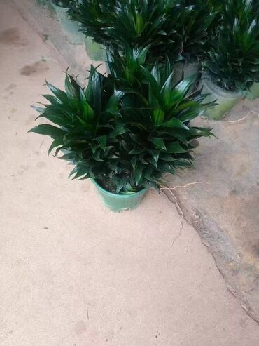 Пальмы: Пальмы Кофейное деревоПальмы,Фикусы и тд — 17