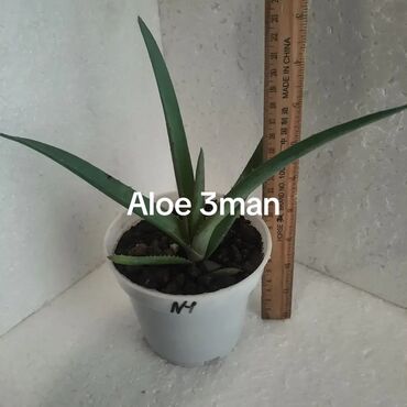 Asılqanlar: Aloe sukulentləri – müxtəlif ölçülərdə saksıda - Aloe 3 man: Ağ