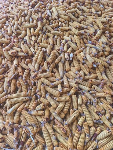 кокер спаниель цена: Кукуруза в початках (сушёная) - Початки кукурузы, очищенные от