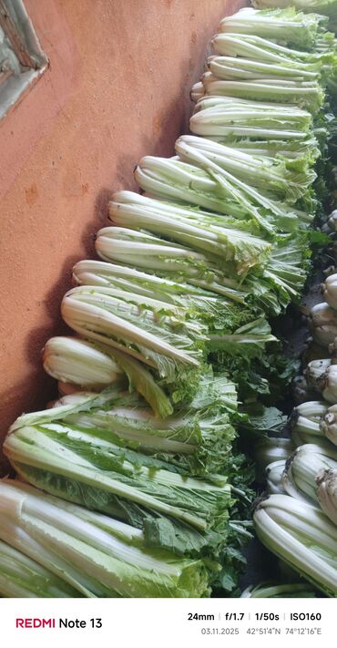 стол с регулируемой высотой бишкек: Капуста