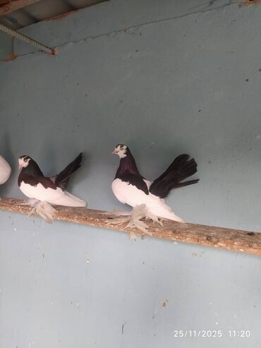 Göyərçinlər: Tam sağlam quşlardır — 7