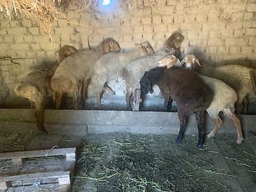 Баран, овца: Продаю | Баран (самец) | Матка — 3