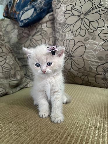 Кошки: Шотландская, Самка, В добрые руки, Платная доставка, Самовывоз, Бесплатная доставка — 2