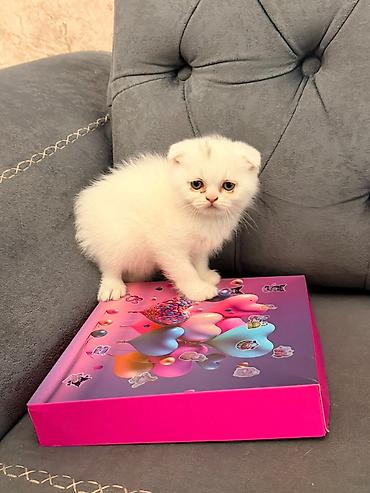 Pişiklər: Şotland — 7