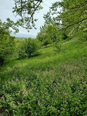 Torpaq sahələrinin satışı: 24 sot, Biznes üçün, Mülkiyyətçi, Kupça (Çıxarış) — 13