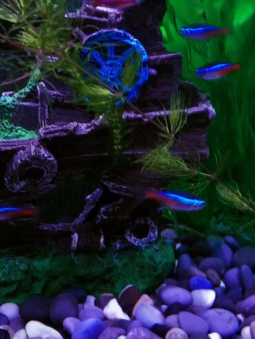 Akvariumlar: Baliq neon рыба неон