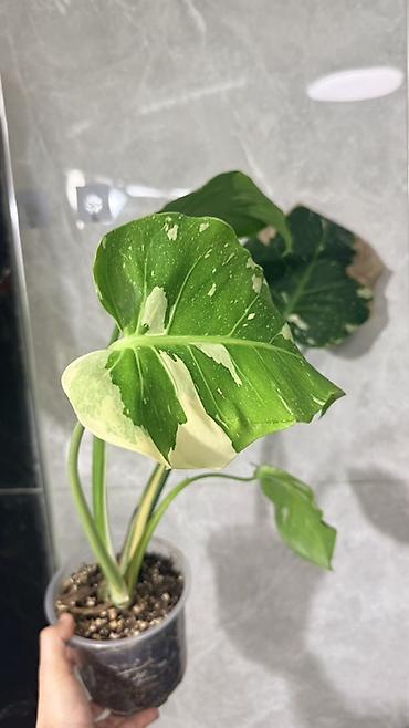 Монстеры: Монстера Тайское Созвездие 3 горшка по 1000с Посажены в хороший — 1