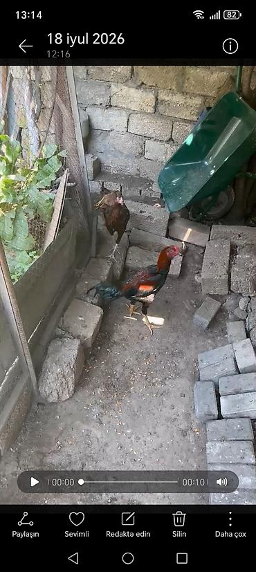 beçə: Toyuq, Damazlıq — 9