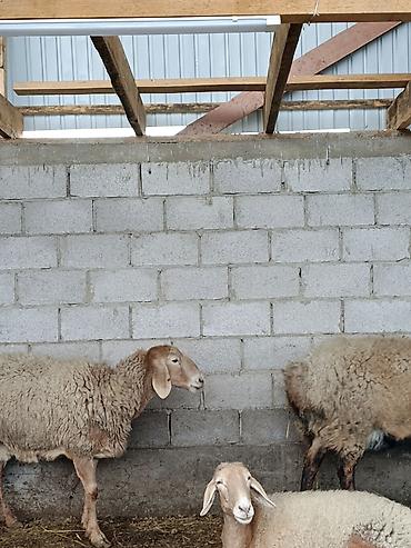 Баран, овца: Продаю | Овца (самка) | Для разведения | Матка — 8