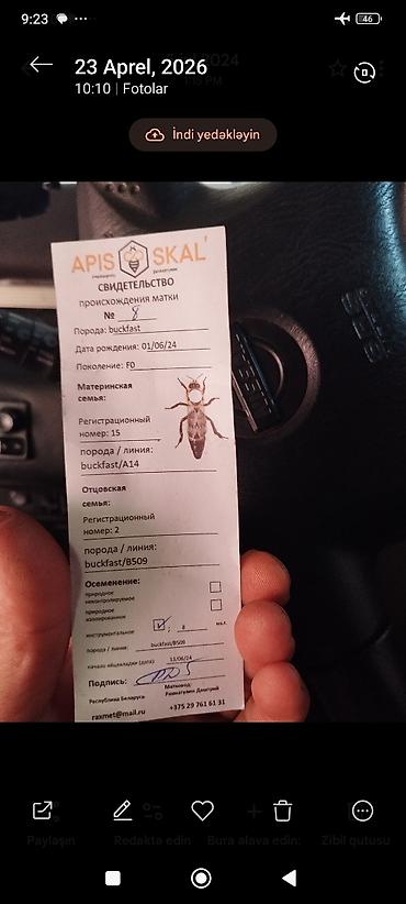 ari satişi: Məhsul: Buckfast arı anaları (F0) – sertifikatlı Təsvir: - Buckfast — 3