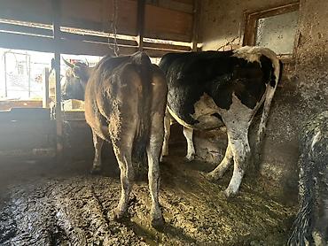 Коровы, быки: Продаю | Корова (самка) | Голштин, Аулиекольская | На забой, Для разведения | Племенные, Нетель — 6