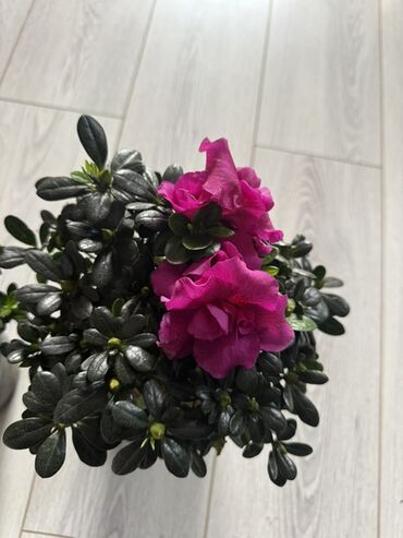 модные вещи: Азалия комнатная (Rhododendron simsii) с махровыми ярко‑розовыми