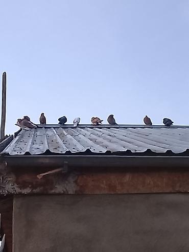 Продам с/х животных: Молодые не спарованве и одна белая пара - Порода/тип: домашние — 2