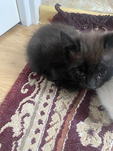 Pişiklər: Yaxşı əllərə, Ünvandan götürmə — 4