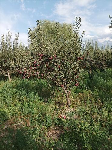 алма орук: Алмалар — 6