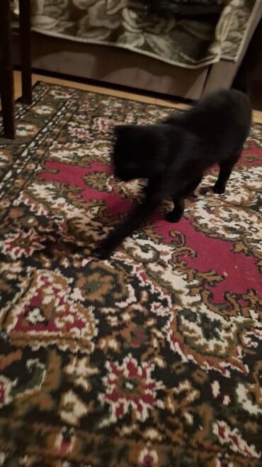 Pişiklər: Siam, Dişi, Yaxşı əllərə — 9