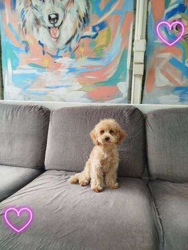 Psi: Patuljasta pudla štenci Štenci patuljaste pudle stari 4 meseca na — 14