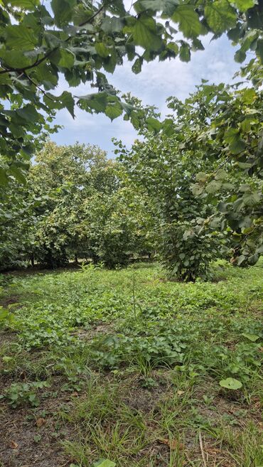 Ağaclar: Xaçmaz rayonu, Qaracəlli kəndində möhtəşəm bağ sahəsi satılır! — 4