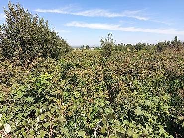 Продажа участков: 200 соток, Для бизнеса, Договор купли-продажи at lalafo.kg — 13 Продажа участков: 200 соток, Для бизнеса, Договор купли-продажи — 13