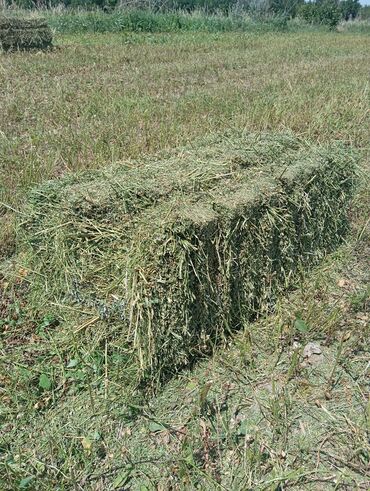 туша курицы: Срочно продам клевер!!!! город токмок село дон арык