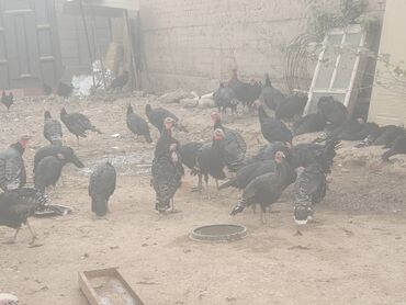 породистые козы: Продаю | Индюшата | Черный принц | Для разведения | Племенные