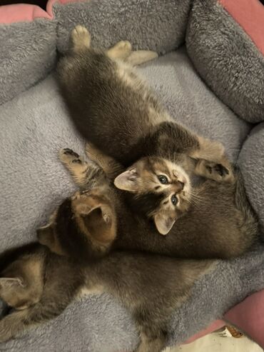 котик в добрые руки: Qızıl şinşilla, Erkək, Dişi, Yaxşı əllərə, Ünvandan götürmə