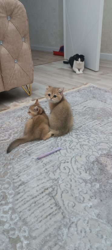 Pişiklər: Britan, Dişi, Yaxşı əllərə, Ünvandan götürmə, Ödənişli çatdırılma — 9